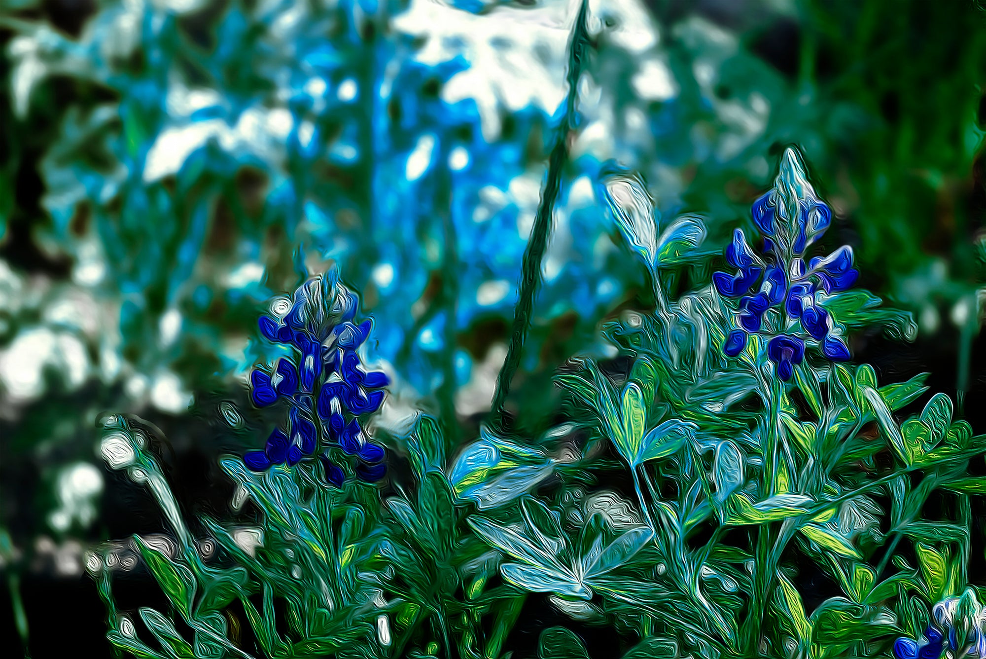 Bluebonnets 2 Print Nancy Wood