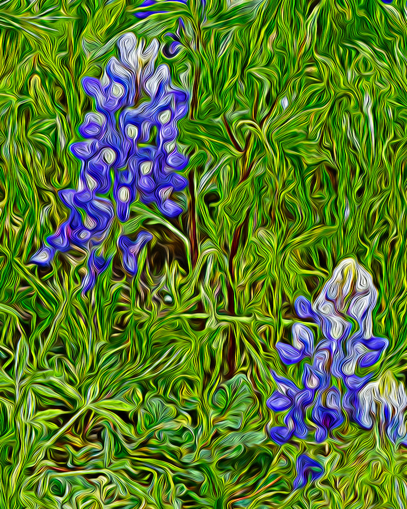 Bluebonnets 3 Print Nancy Wood