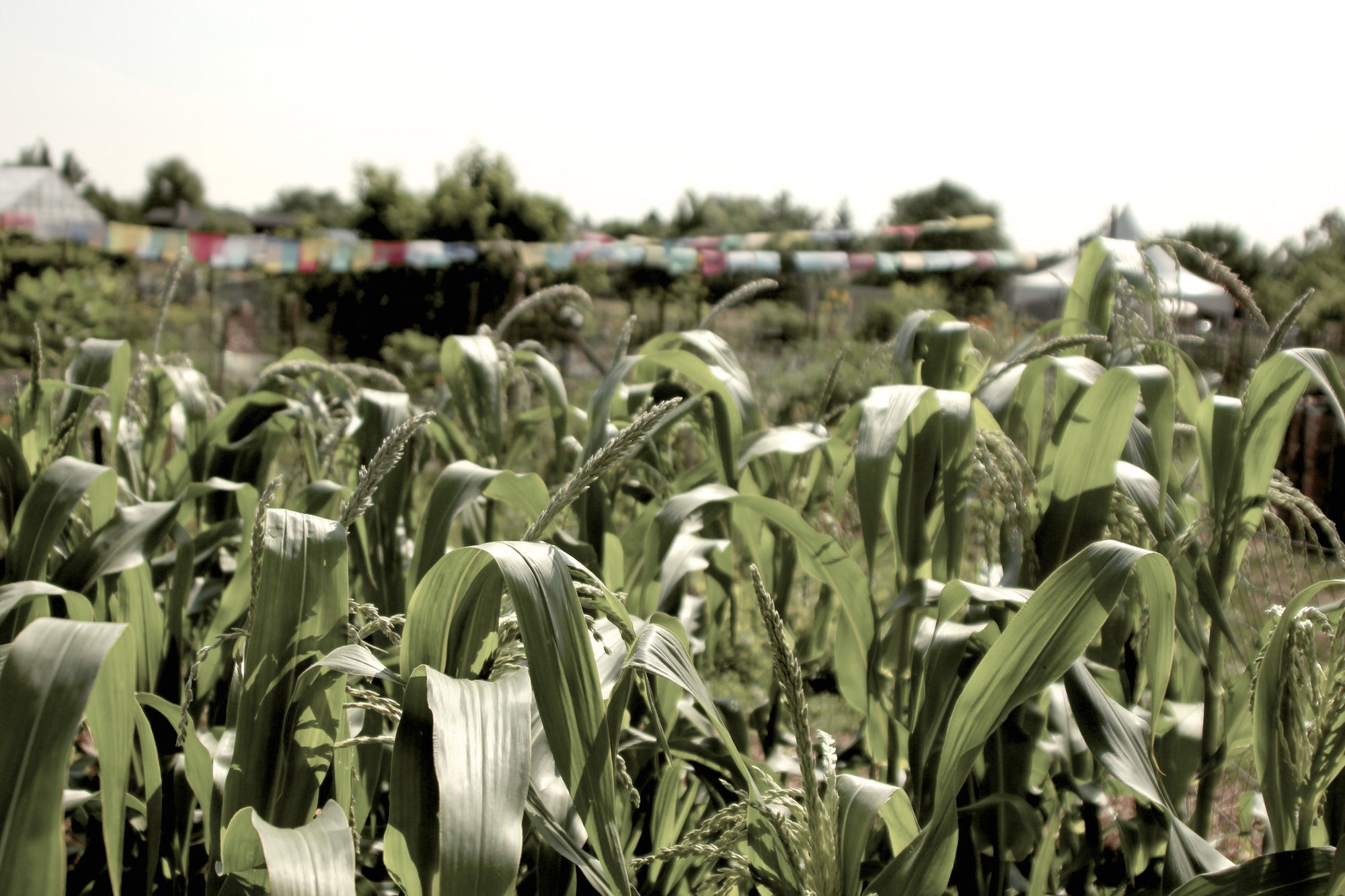 Community Garden 9 Print Mike Hedrick