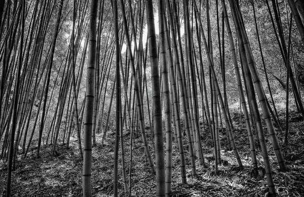 Bamboo Forest – ArtLifting