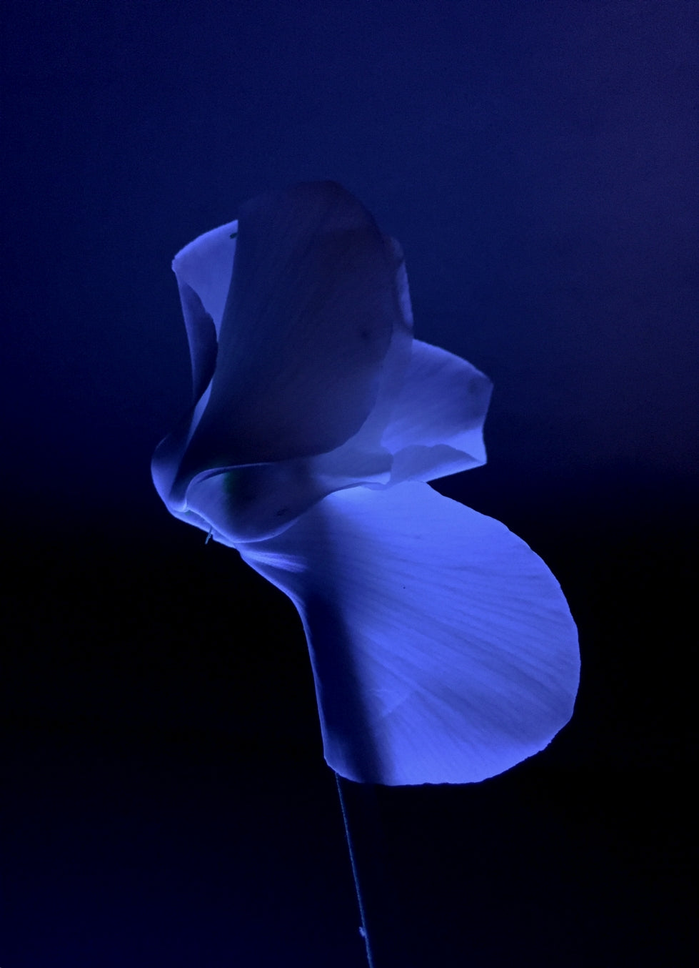 Blue, 2 AM Print Michael Van Huffel